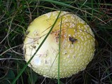 Amanita amerimuscaria image