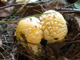 Amanita amerimuscaria image
