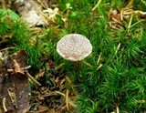 Cortinarius flexipes image