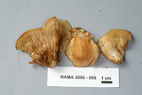 Crepidotus applanatus image