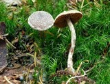 Cortinarius flexipes image