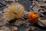 Marasmius berteroi var. major image
