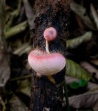 Cookeina tricholoma image