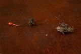 Ophiocordyceps australis image
