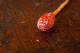 Ophiocordyceps australis image
