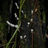 Xylaria comosa image
