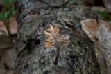 Xylaria cubensis image