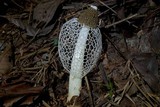 Phallus indusiatus image