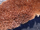 Trichaptum fuscoviolaceum image