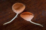Cookeina tricholoma image