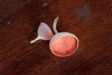 Cookeina speciosa image