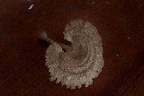 Stiptophyllum erubescens image
