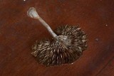 Stiptophyllum erubescens image