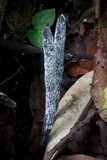 Xylaria grammica image