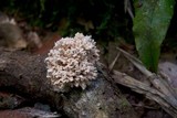 Xylaria cubensis image