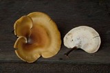 Polyporus leprieurii image