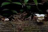 Lentinus concavus image