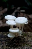 Lentinus concavus image