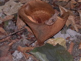Paxillus involutus image