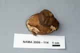 Geastrum fimbriatum image