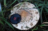 Chlorophyllum rachodes image