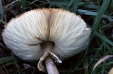 Chlorophyllum rachodes image