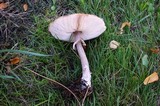Chlorophyllum rachodes image