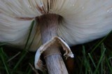 Chlorophyllum rachodes image
