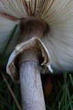 Chlorophyllum rachodes image