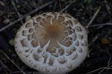 Chlorophyllum rachodes image