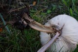 Chlorophyllum rachodes image