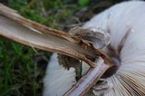 Chlorophyllum rachodes image