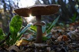 Chlorophyllum rachodes image