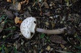 Chlorophyllum rachodes image