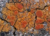 Caloplaca microphyllina image
