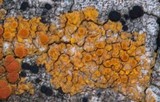 Caloplaca microphyllina image