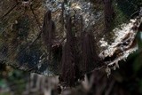 Stemonaria longa image
