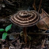 Image of Amauroderma trichodermatum