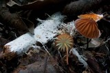 Marasmius rhabarbarinus image