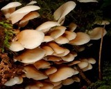 Crepidotus applanatus image