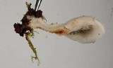 Crepidotus applanatus image