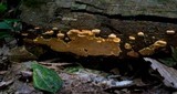 Rigidoporus microporus image
