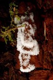 Ceratiomyxa fruticulosa var. fruticulosa image