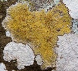 Caloplaca flavovirescens image