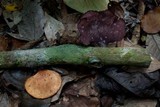 Polyporus ianthinus image
