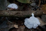 Polyporus ianthinus image