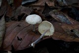 Gymnopus omphalodes image
