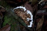 Auricularia mesenterica image