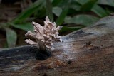 Xylaria cubensis image
