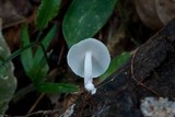 Filoboletus gracilis image